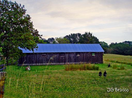 DSC02847.tif - Turkey Barn, Penngrove