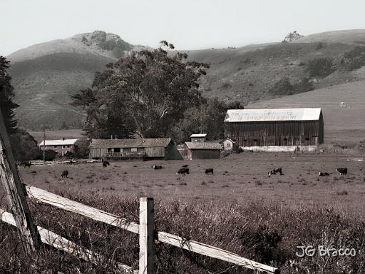 DSC03076.tif - Dairy Farm, Bodega Bay