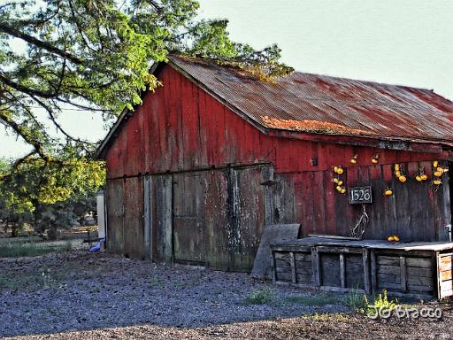 DSC03359-v2.tif - Sebastopol Apple Farm