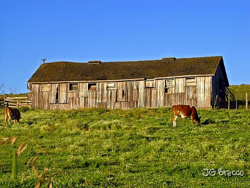 DSC04220.tif - Cotati