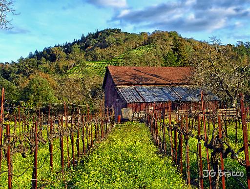 DSC05791-v2-a3.tif - Rutherford (Napa)