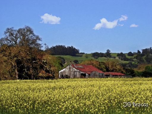 DSC06255-v2.tif - Mustard Field Barn, Near Rohnert Park