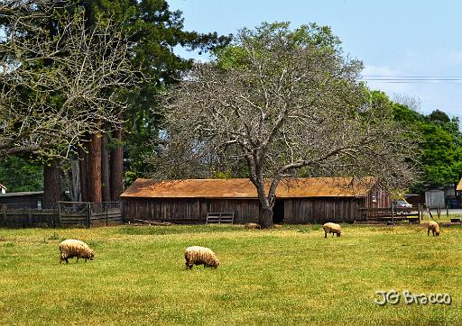 DSC28925.tif - Cotati