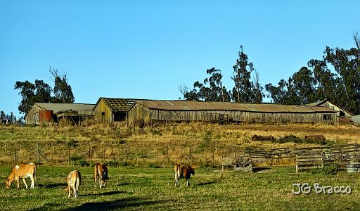 DSC03361.tif - Cotati