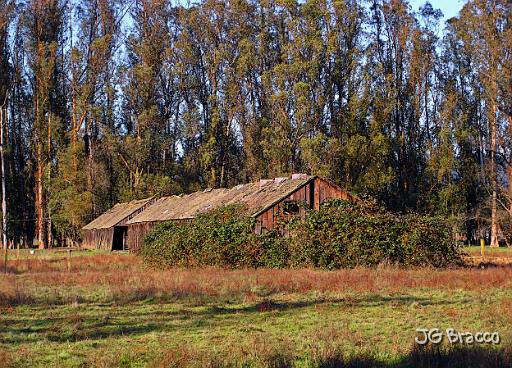 DSC12245.tif - Penngrove