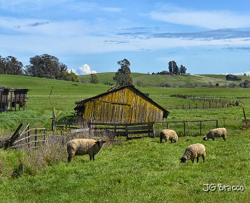 DSC23466.tif - Penngrove