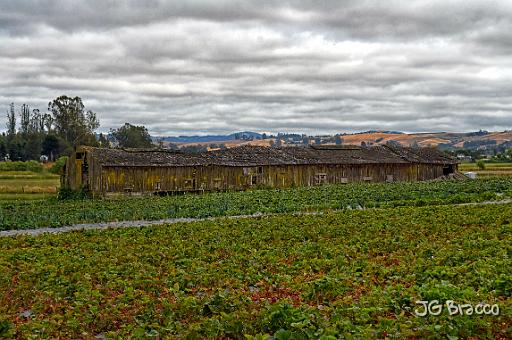 DSC23989.tif - Petaluma