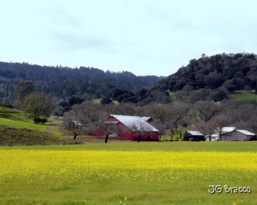 DSC17026-7-o.tif - Napa